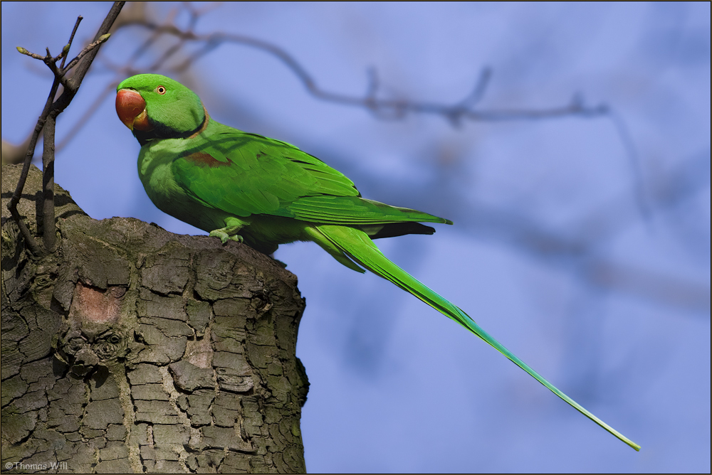 Alexandersittich (Forum für Naturfotografen)