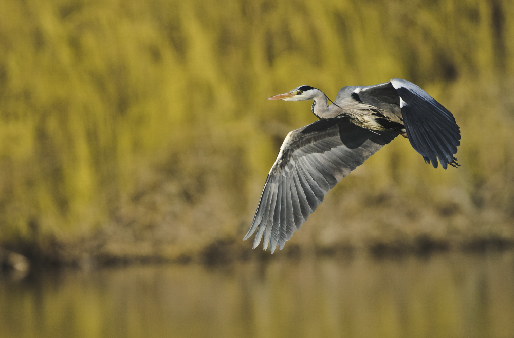 Fliegender Graureiher