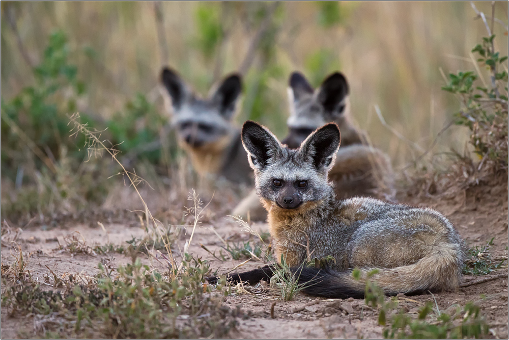 Bat-eared Foxes