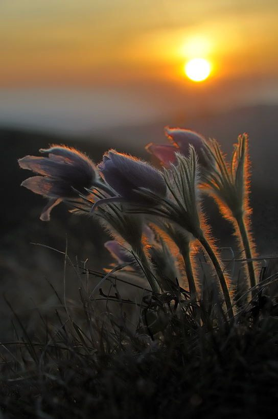 Sonnenuntergang bei den Küchenschellen