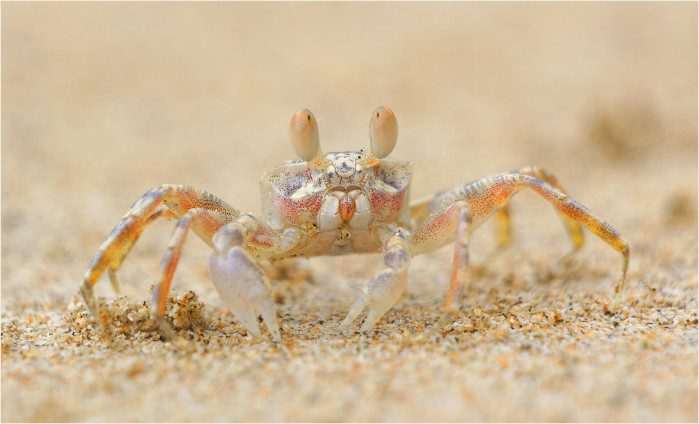 Little Sand Crab