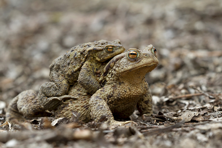 Bufo bufo (Forum für Naturfotografen)