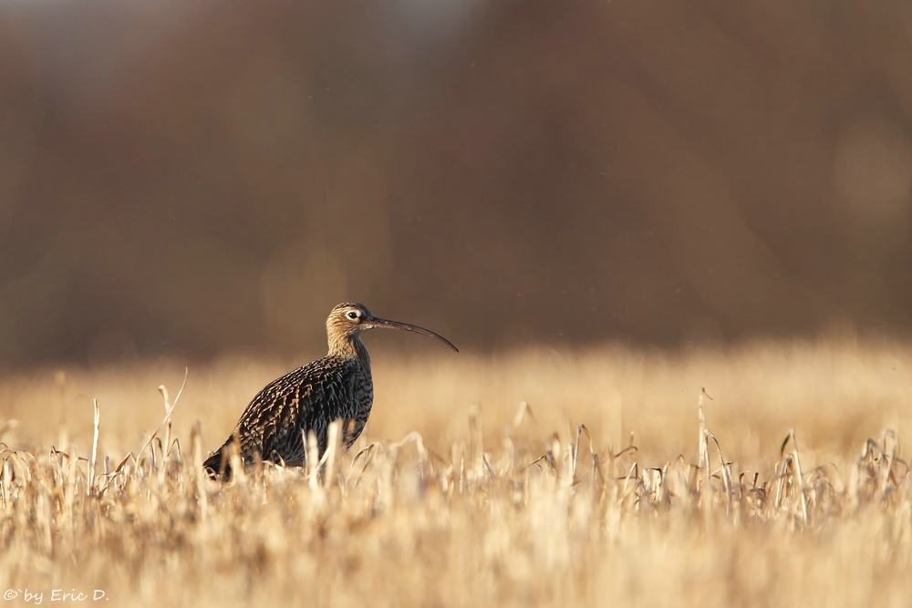 Grosser Brachvogel