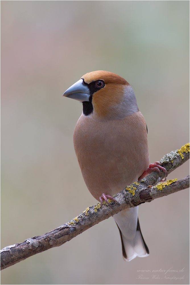 Kernbeisser (Coccothraustes coccothraustes)