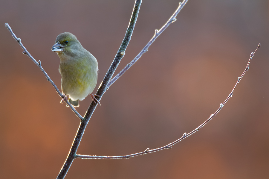 Grünfink (Carduelis chloris) im Gegenlicht