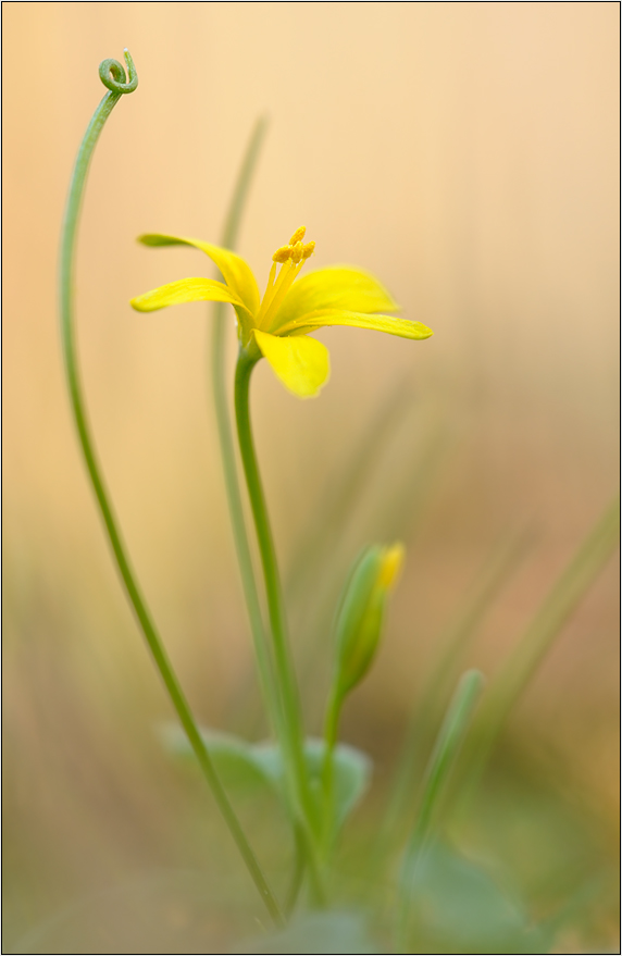 Wald-Goldstern