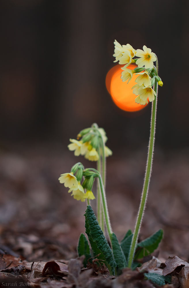 Abendstimmung bei den hohen Schlüsselblumen