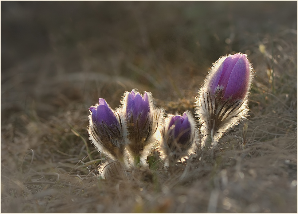 *Pulsatilla _2*