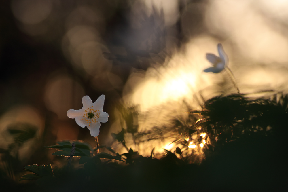 Anemonen im Gegenlicht