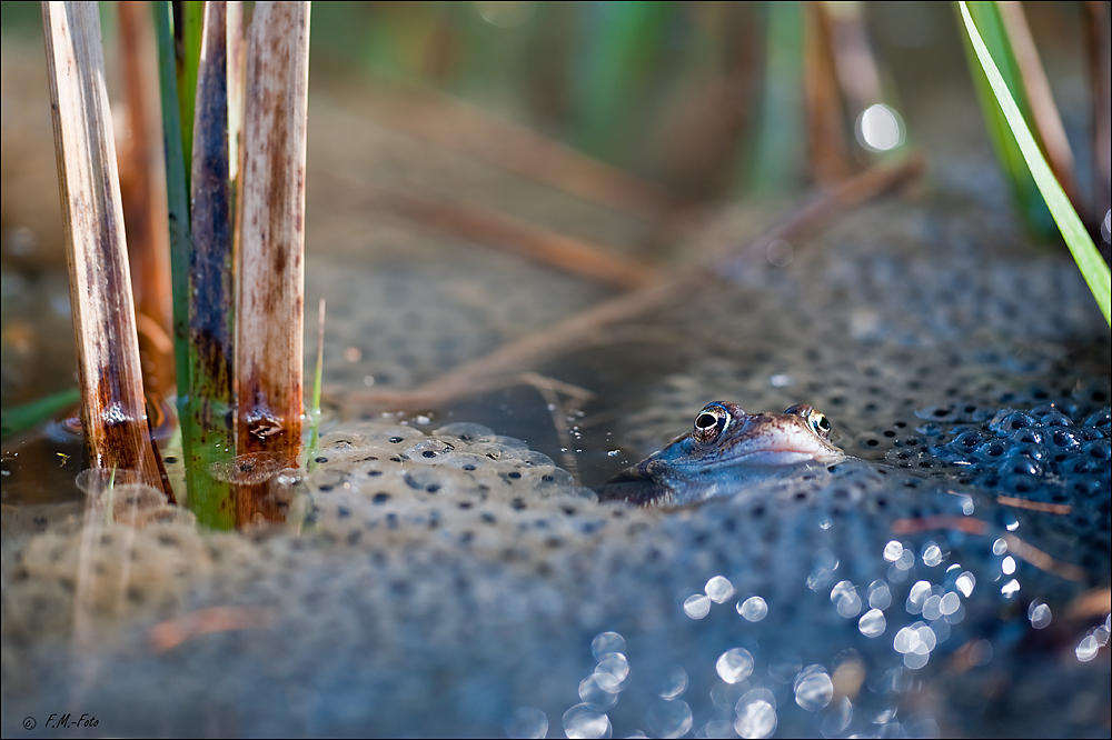 Frosch und Flares