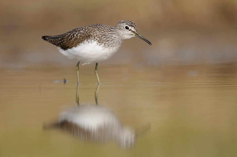 Bruch- oder Waldwasserläufer?