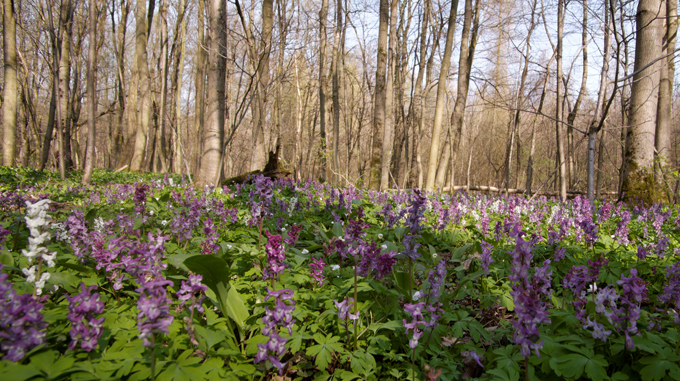 Frühjahr im Auenwald (Forum für Naturfotografen)