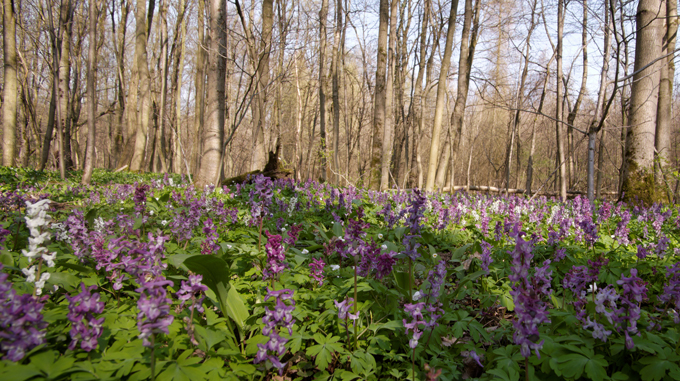 Frühjahr im Auenwald