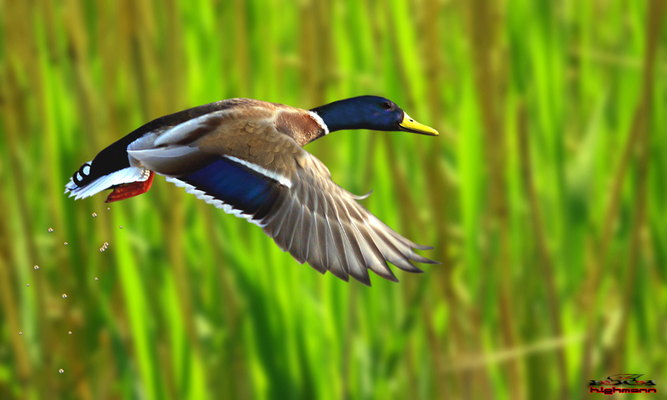 Stockente( Anas platyrhynchos)