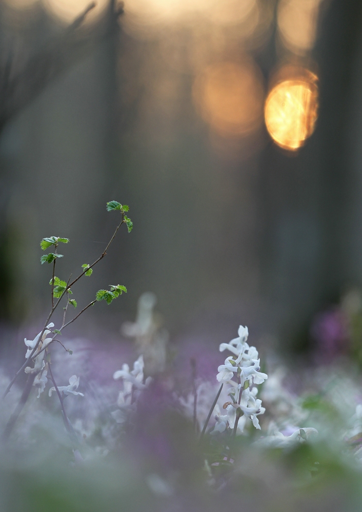Frühling im Auwald