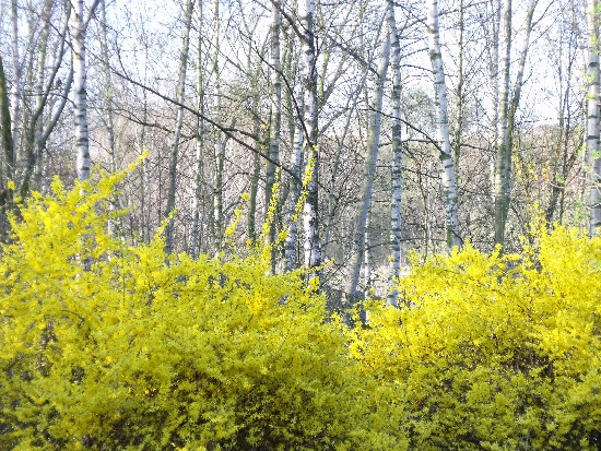 Forsythia vor Birkenwäldchen