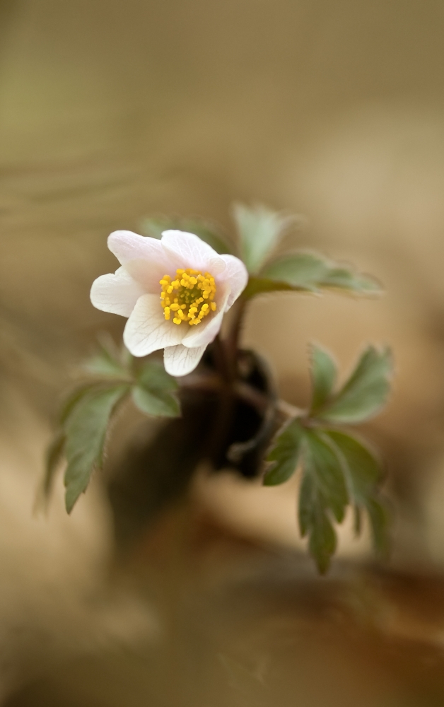 Einsam im Wald