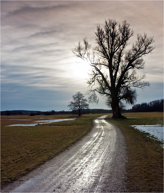 Mein Freund, der Baum, ist tot, er fiel im Morgenrot...