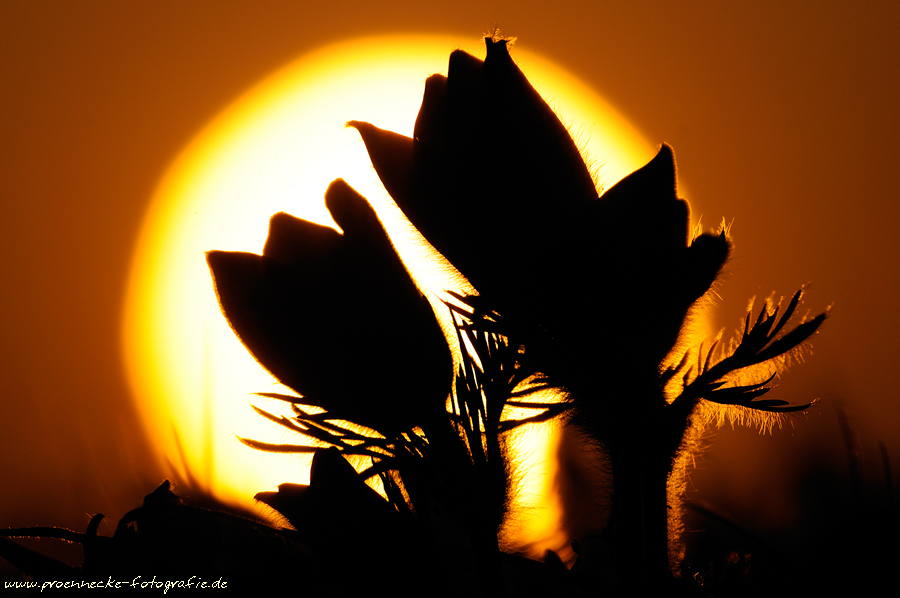 Sonnenanbeter