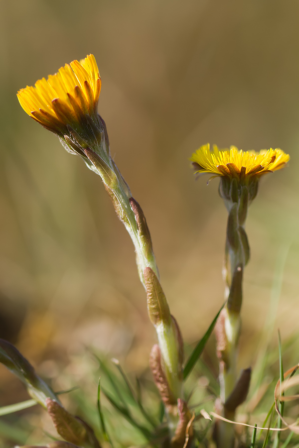 Huflattich (Tussilago farfara)