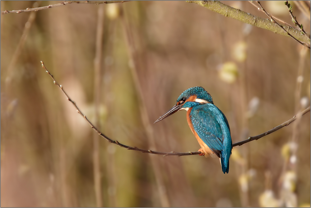 Eisvogel ...