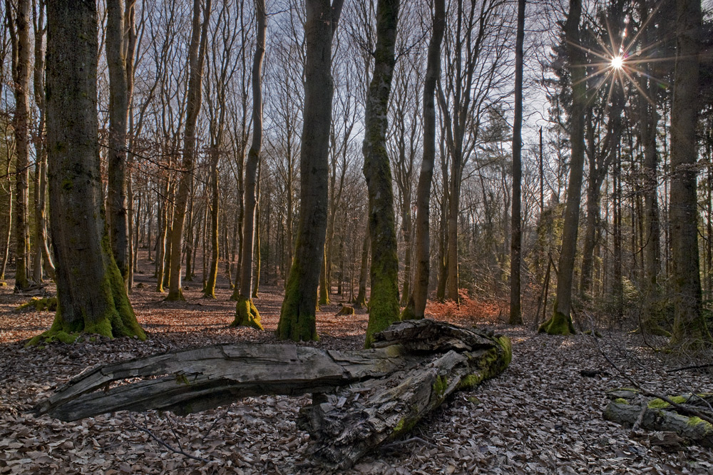 Wald mit Sternchen