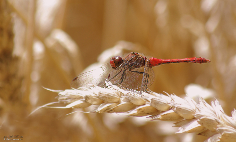 Blutrote Heidelibelle