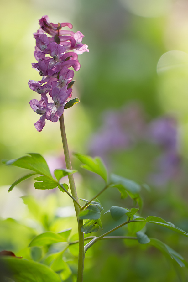 Hohler Lerchensporn (Corydalis cava)