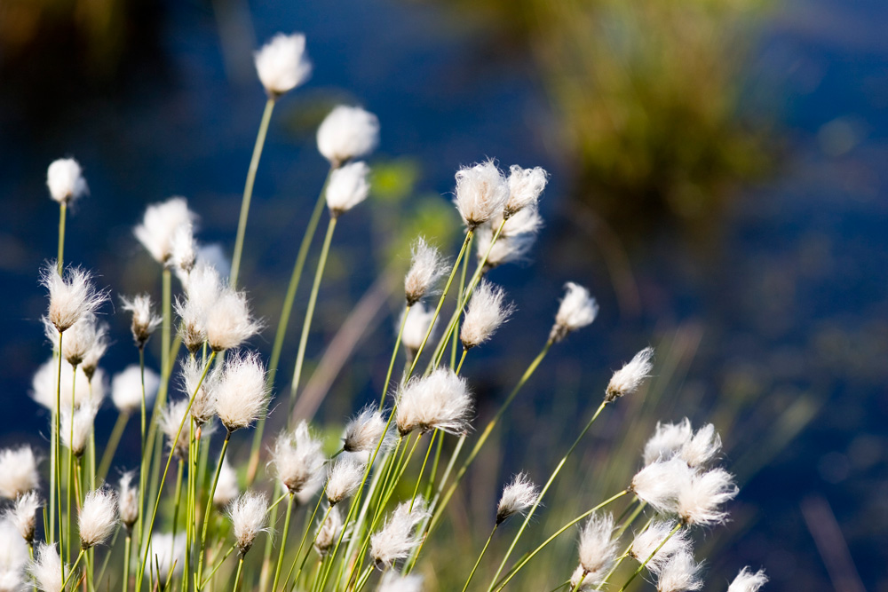 Schneiden-Wollgras - Eriophorum vaginatum