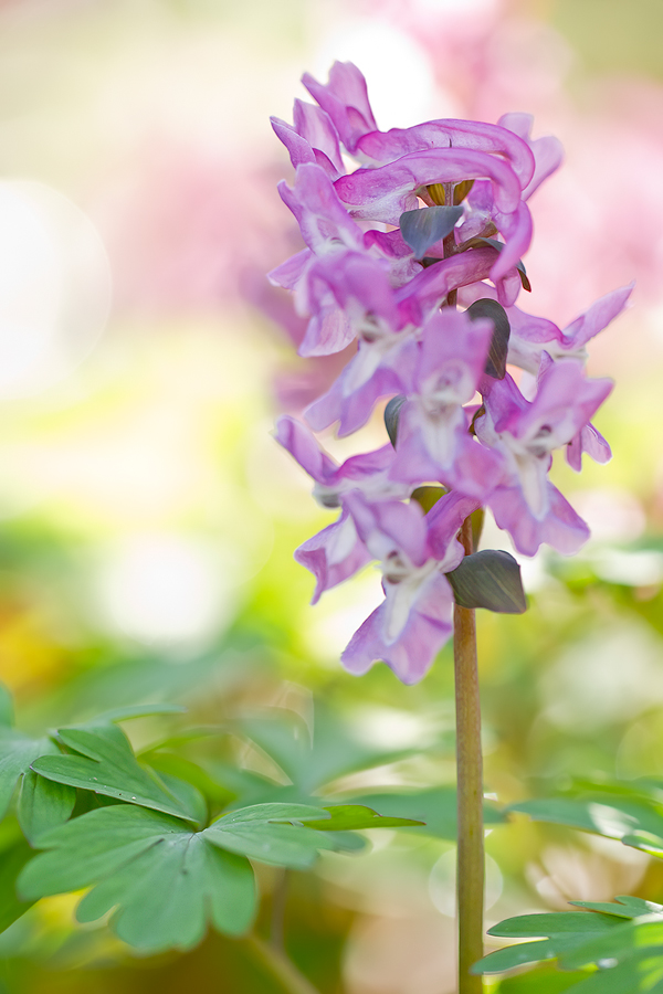 Hohler Lerchensporn (Corydalis cava)