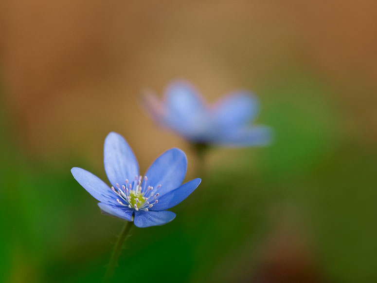 Frühling läßt sein blaues Band...