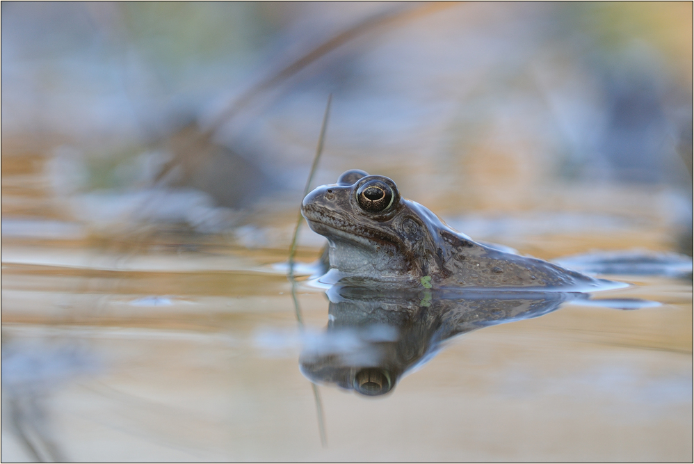 ~ Grasfroschmann ~