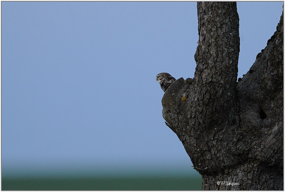 Steinkauz (Athene noctua)
