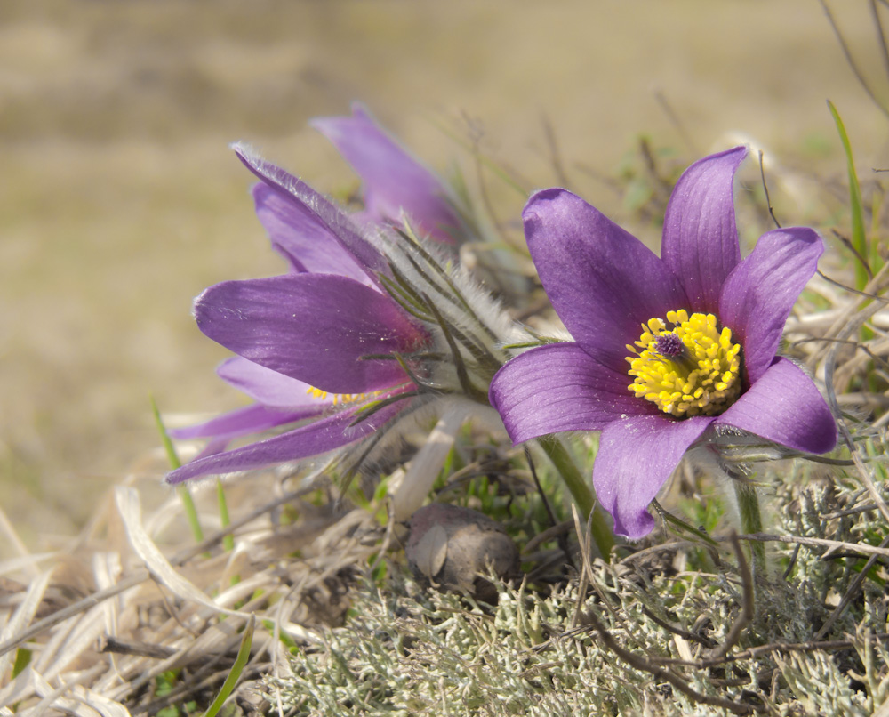 Pulsatilla...