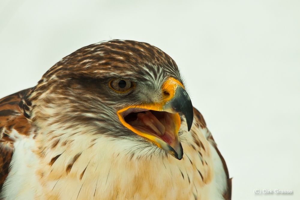 Koenigsraufussbussard - Buteo regalis