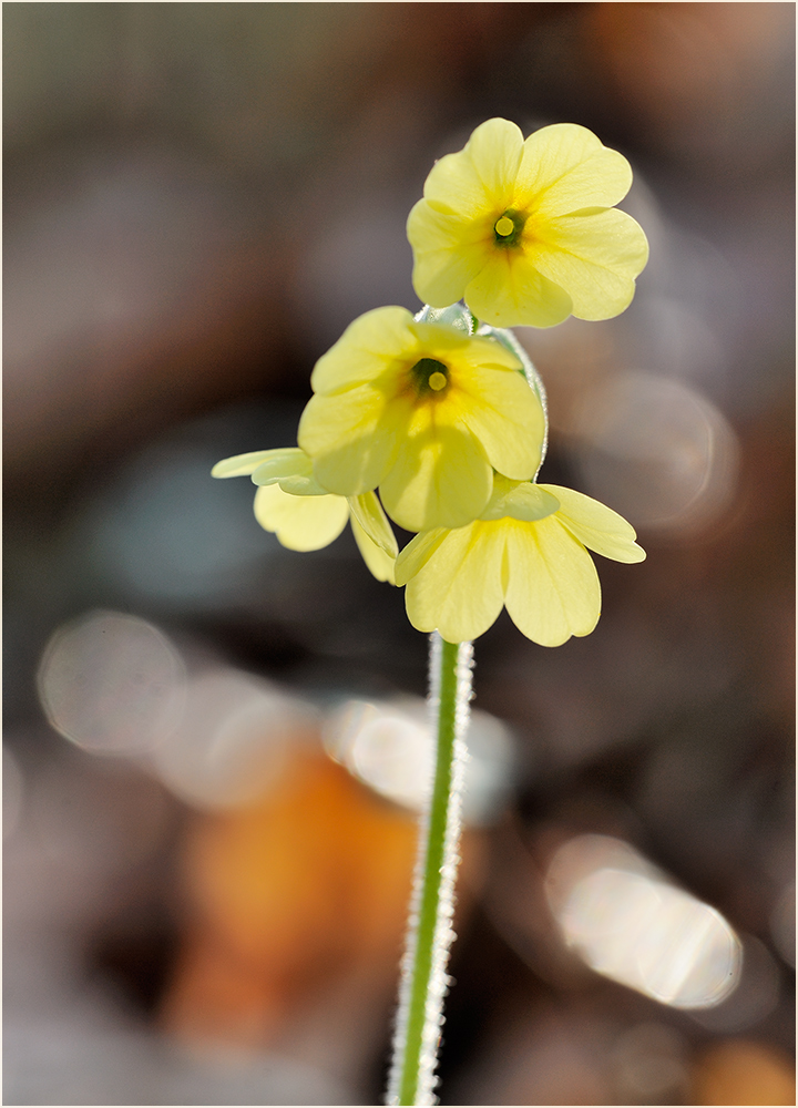 Schlüsselblume (Primula elatior)