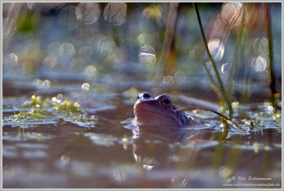 Moorfrosch im Gegenlicht ...