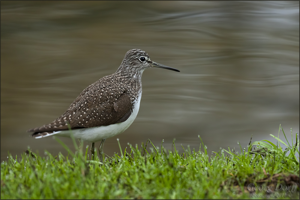 Waldwasserläufer...