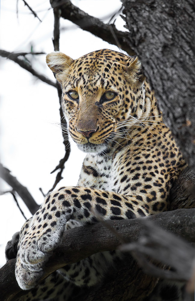 Leopardenweibchen