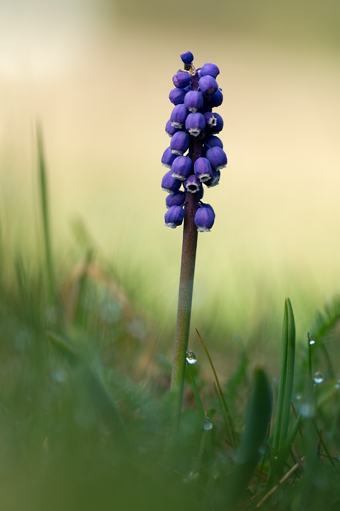 Kleine Traubenhyazinthe