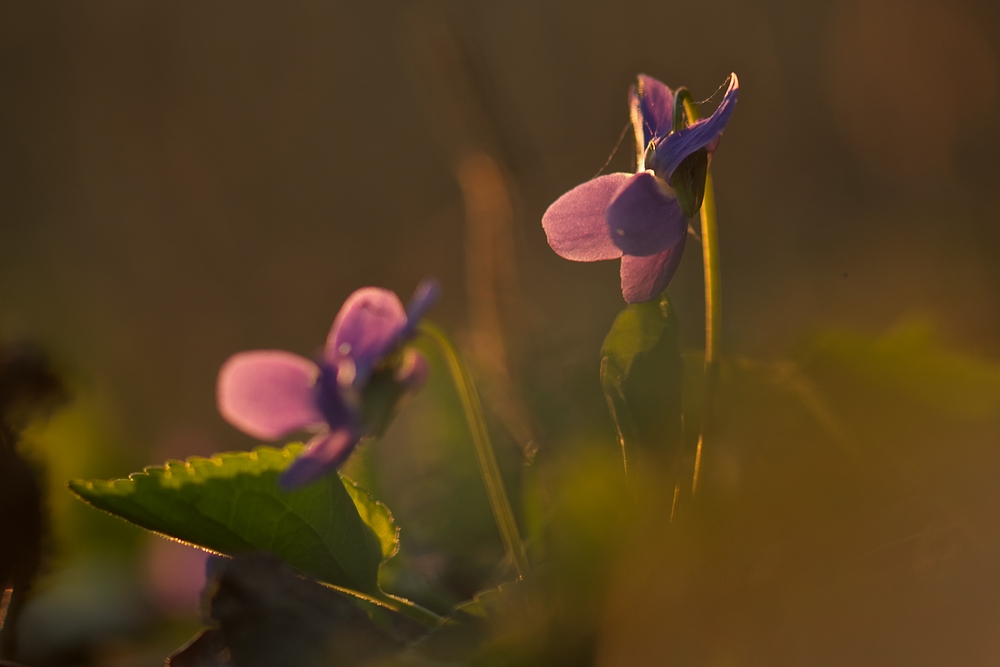 Wiesenveilchen im letzten Abendlicht