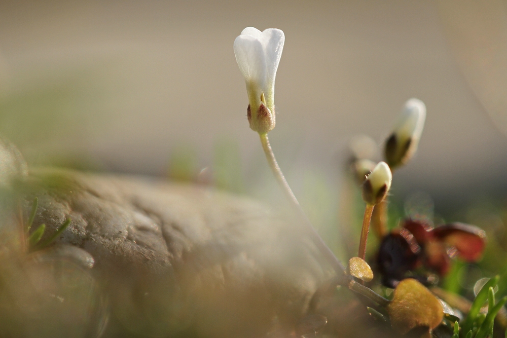 Cardamine?