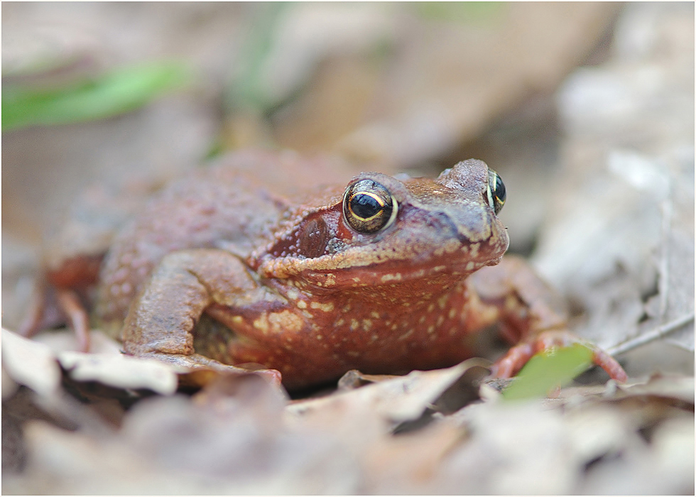 *Grasfrosch*