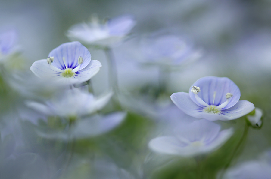 Veronica ganz in hellblau