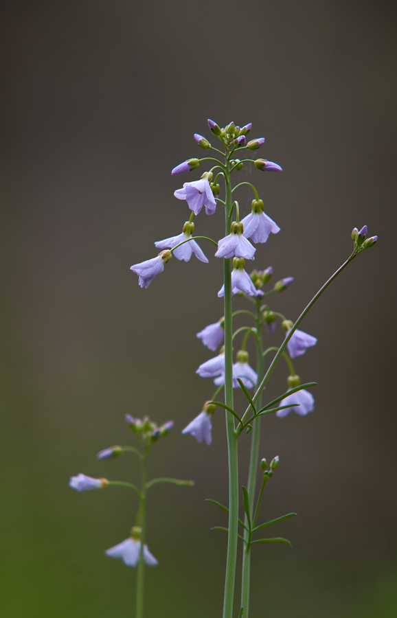 Wiesenschaumkraut die zweite