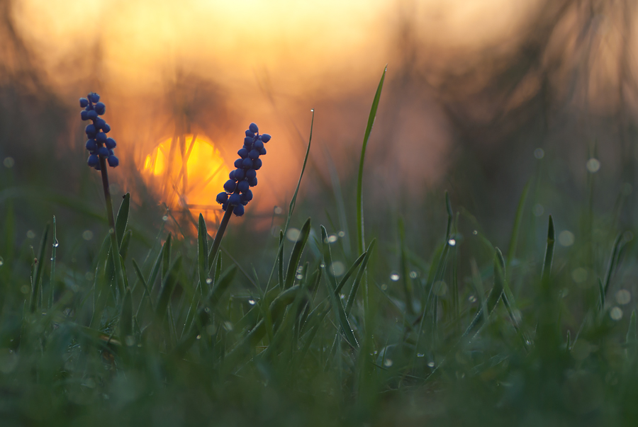 ~ Sonne zwischen zwei Traubenhyazinthen am frühen Morgen im April ~