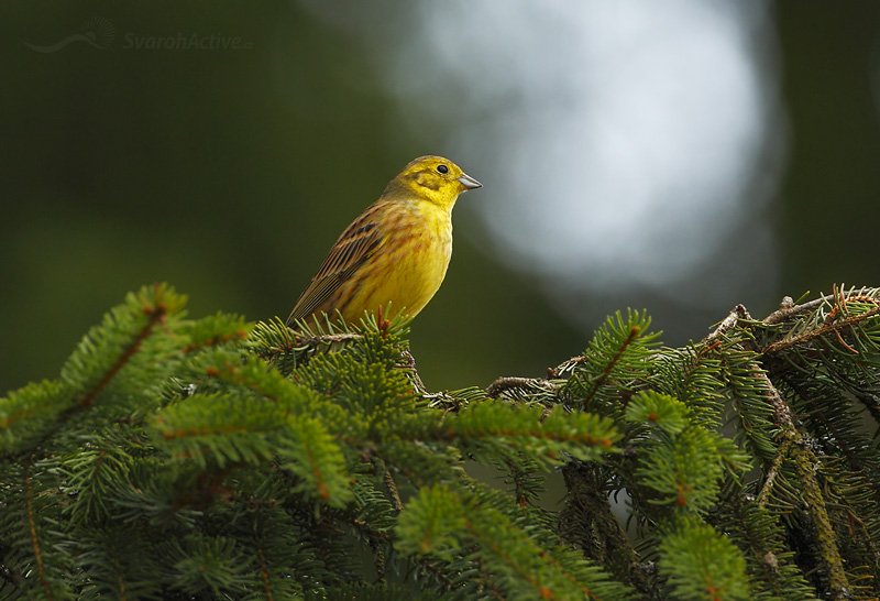 Goldammer (Emberiza citrinella)
