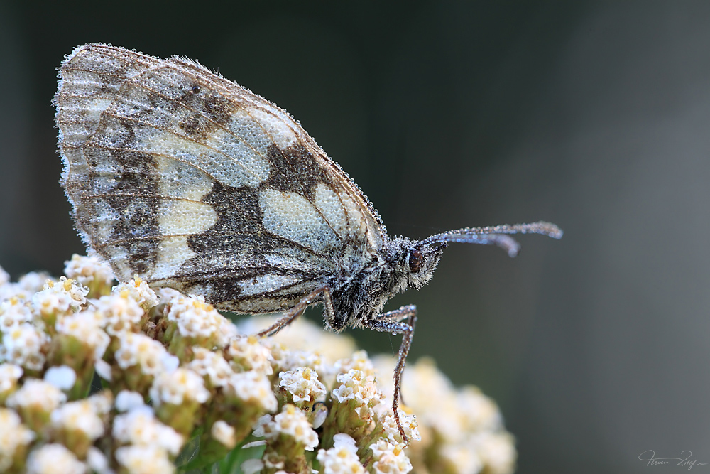 Ein Schachbrett im Taukleid