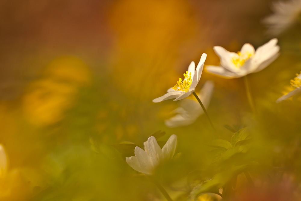 Frühling ist  bunt