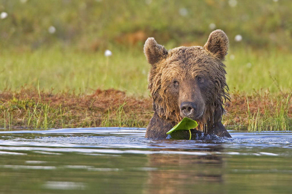 Braunbär mit Blatt